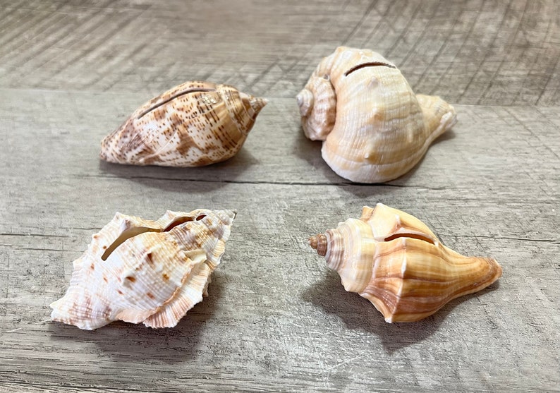 100 Seashell Place Card Holders Beach Weddings, Beach Showers, Beach Dinners Coastal sea shells image 3