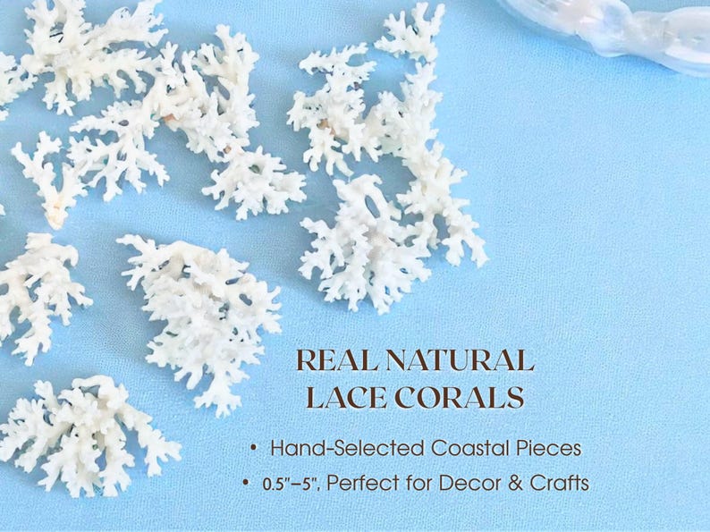 GENUINE LACE CORAL – Choose Size, Natural Coral Pieces for Beach Wedding Decor, Nautical Crafts, Coastal Styling, Ocean Theme Supplies 画像 1