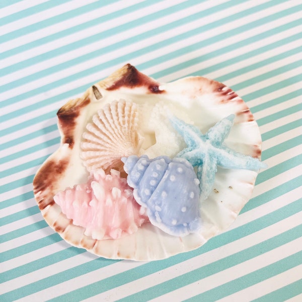 Seashells - Large Scallop Shell - 3.5"- 4" - *SOAPS sold separately* beach coastal decor craft shells soap dish trinket jewelry holder