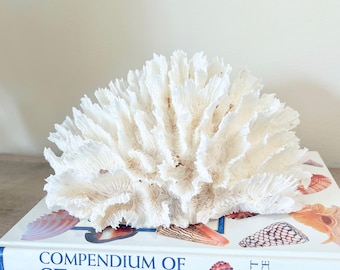 Natural Lettuce Coral Centerpiece – Coastal Beach Display Decor 9" x 6"