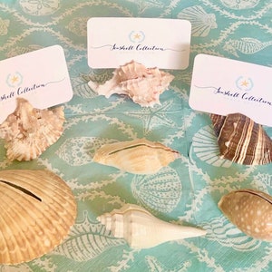 100 Seashell Place Card Holders Beach Weddings, Beach Showers, Beach Dinners Coastal sea shells image 1