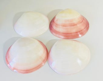 4 Polished Tiger Clam Shells – Beach Wedding Decor, Coastal Trinket Dish