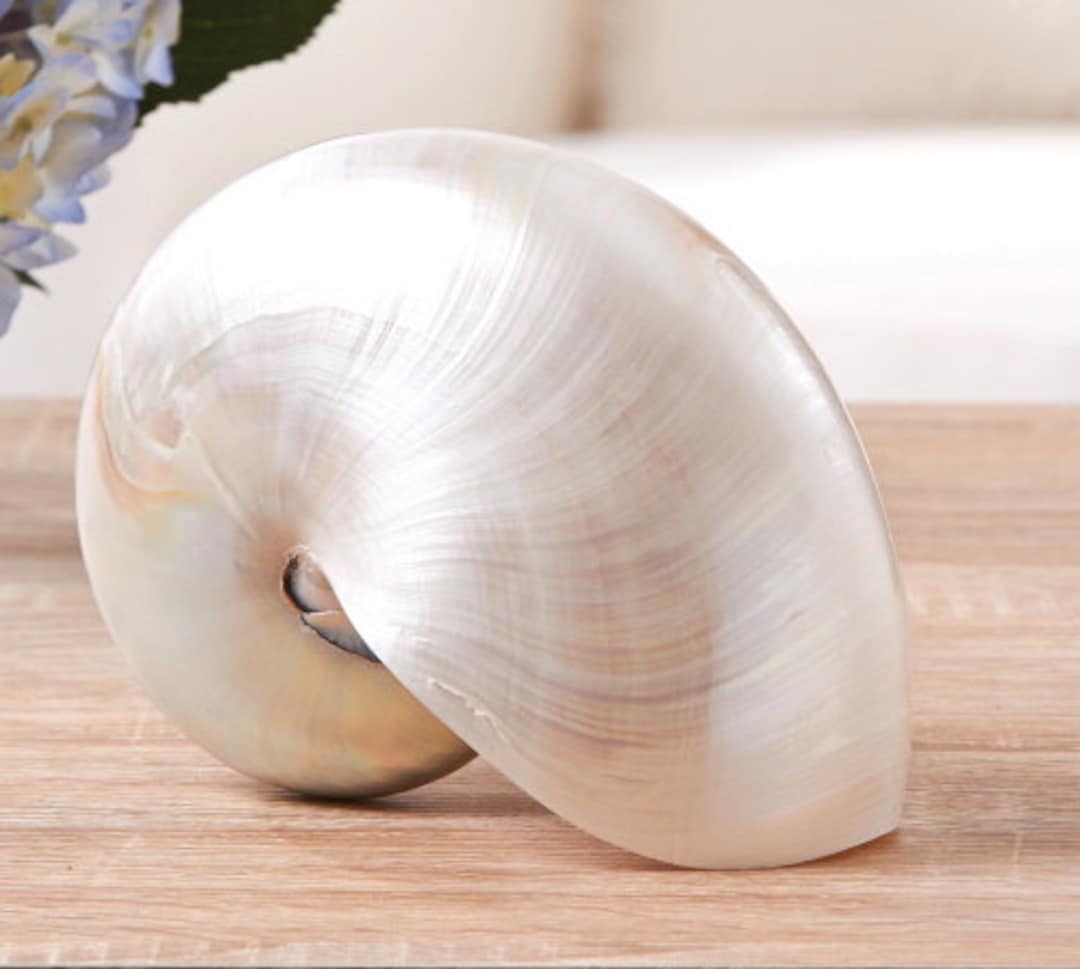 Seashells Large Pearl Nautilus Shell 5 Sizes Beach Etsy