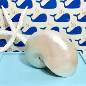 Pearl Nautilus Shells Last Ones No more imports available beach decor/coastal/sea shell/shell/sea shells image 3