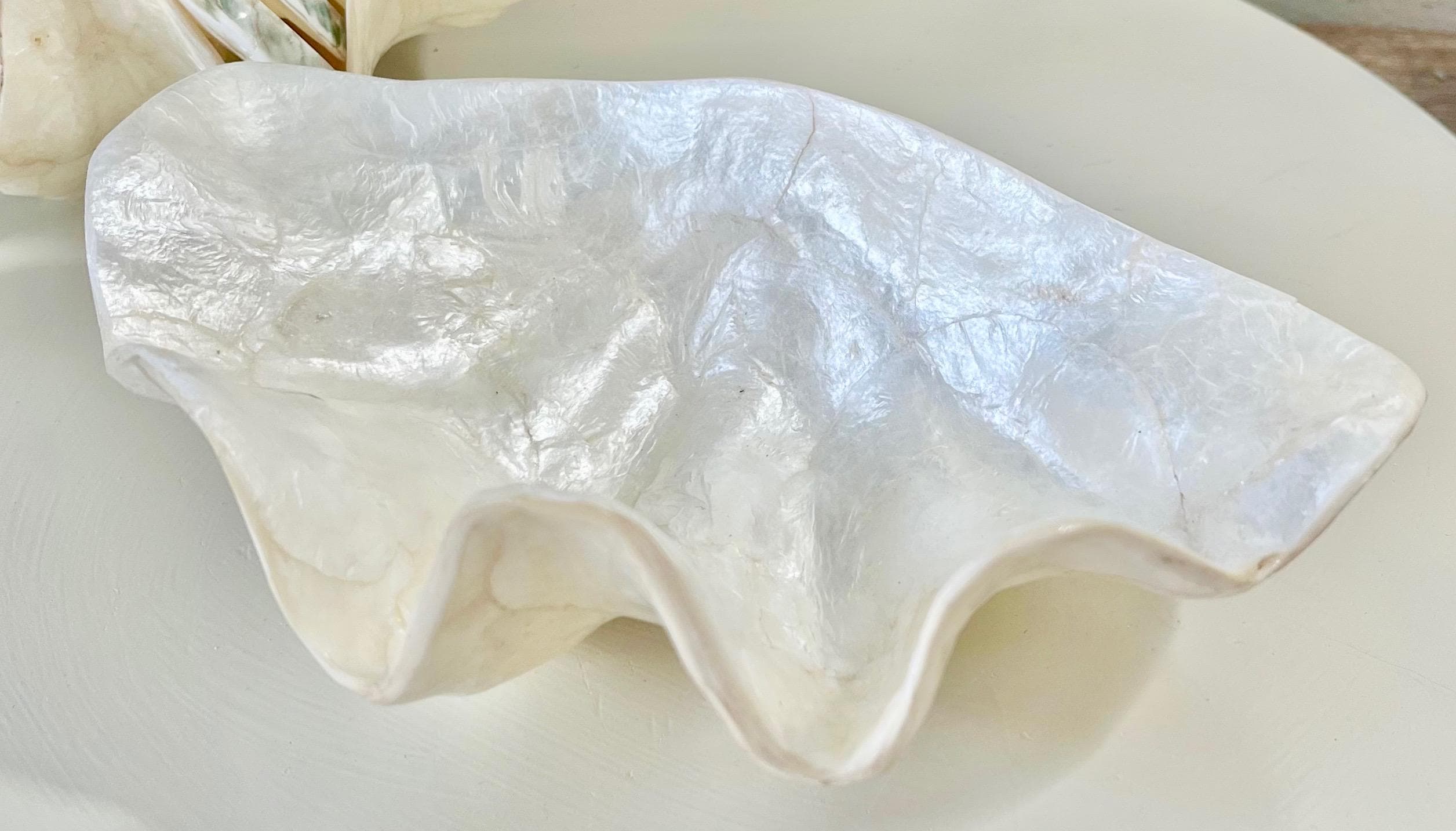 CAPIZ SHELL BOWL - Scalloped - 8