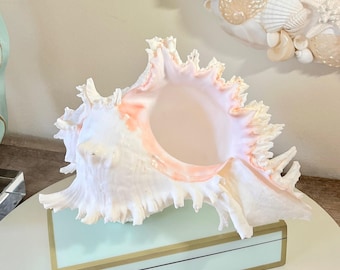 Huge Select Natural Murex Shell (10") Beach Wedding Centerpiece Seashell Decor Coastal Table Decor Nautical Wedding