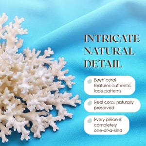 GENUINE LACE CORAL – Choose Size, Natural Coral Pieces for Beach Wedding Decor, Nautical Crafts, Coastal Styling, Ocean Theme Supplies 画像 3