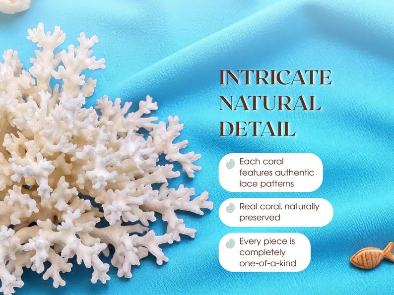 GENUINE LACE CORAL – Choose Size, Natural Coral Pieces for Beach Wedding Decor, Nautical Crafts, Coastal Styling, Ocean Theme Supplies 画像 3