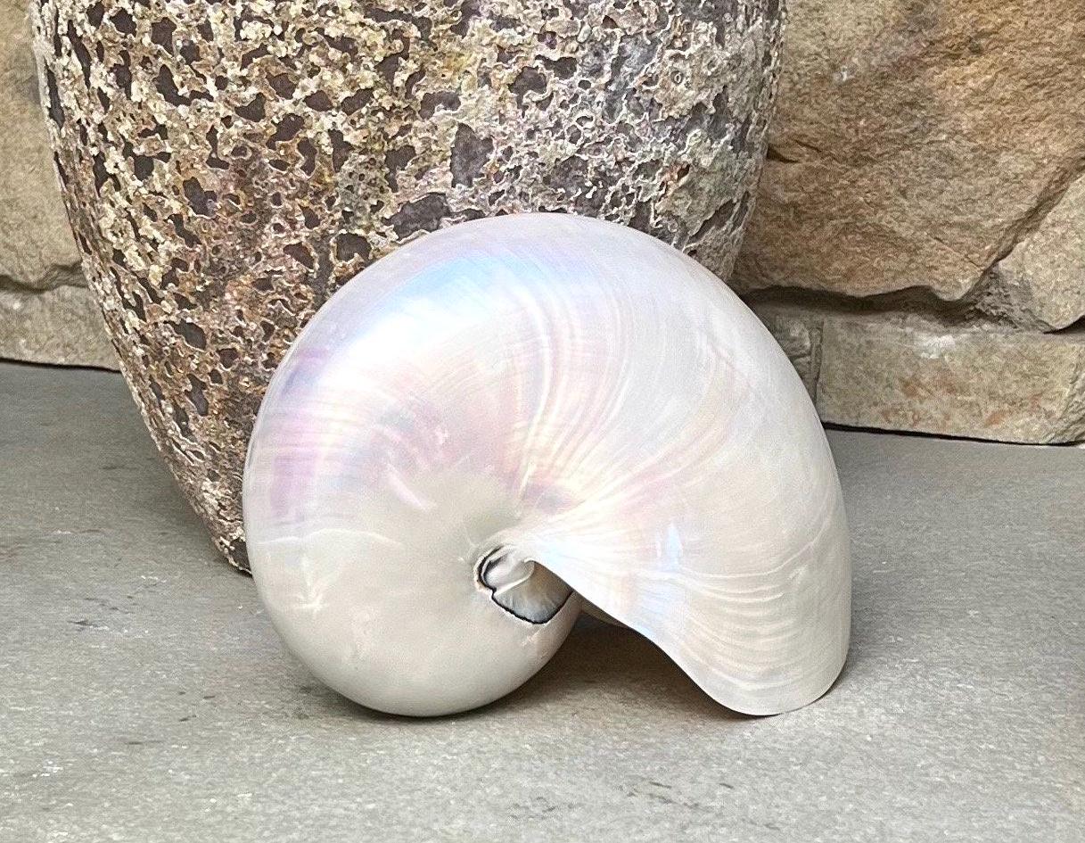 人気沸騰ブラドン Pearl Etsy - Shell Nautilus アンティーク雑貨