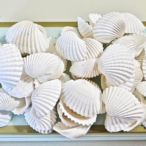 May include: A collection of white seashells with textured, ridged surfaces. The shells are arranged in a pile, some open and some closed, on a light blue surface with a gold border. The shells vary in size and shape.