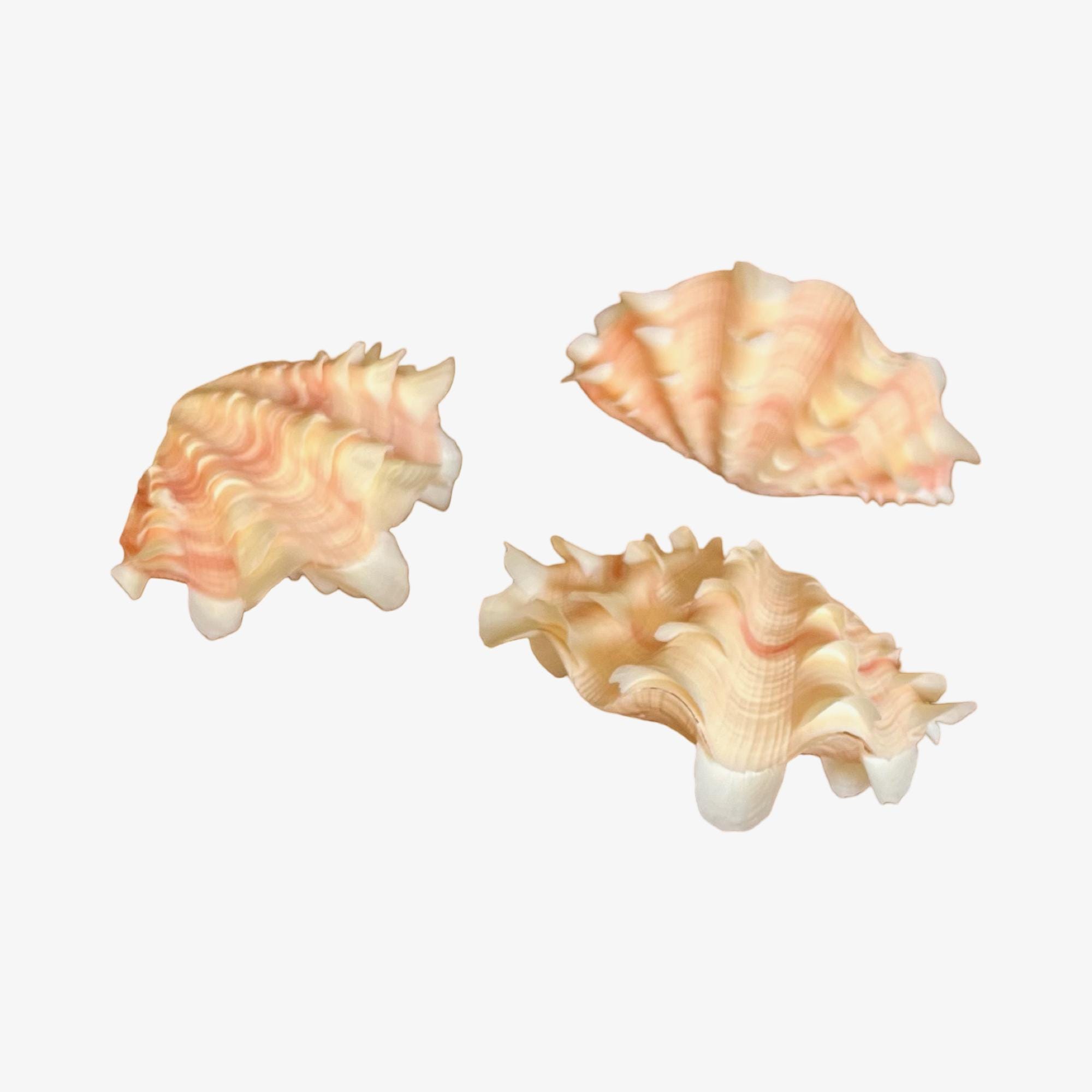 Double Ruffled Squamosa Shells - Sold Individually - Beach Coastal ...
