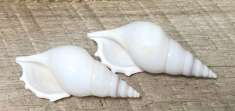 White Tibia Shells (set of 5) – Beach Wedding & Coastal Home Decor - Etsy