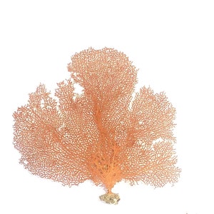 Real Dried Ocean Sea Fans 716 Sold Individually FREE Shipping Natural Coral Beach Coastal Décor image 2