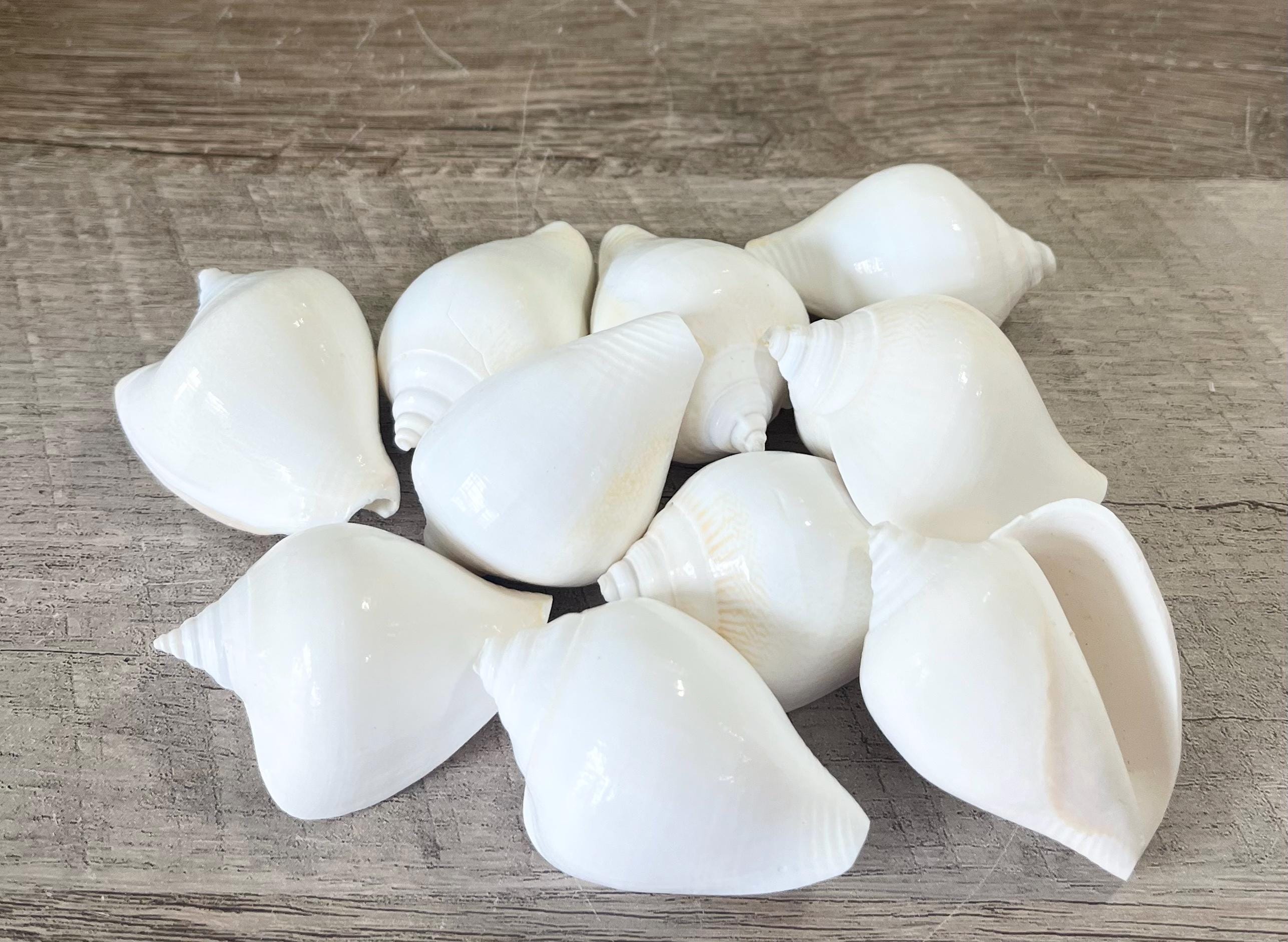 Shells - 10 Real White Shells - 2"-2.5" Strombus Canarius - Beach ...