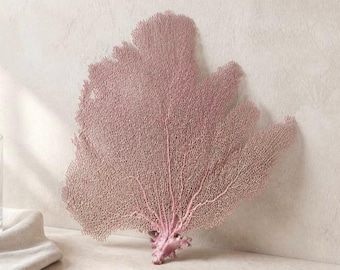 Natural Bahama Sea Fans – Coastal Beach Wedding Decor (18"w x 21"h)