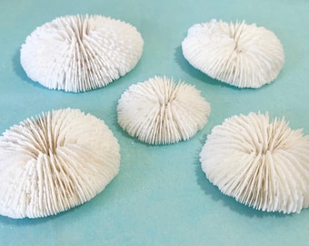 Natural Mushroom Corals – 2.5"- 4" Coastal Beach Decor, Crafting or Display