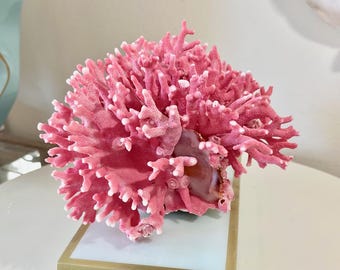 NEW PRICE - RARE Select Natural Pink Coral (8"w x 6"d x 4.5"h) | Large Coral for Home Decor | Authentic Sea Decor