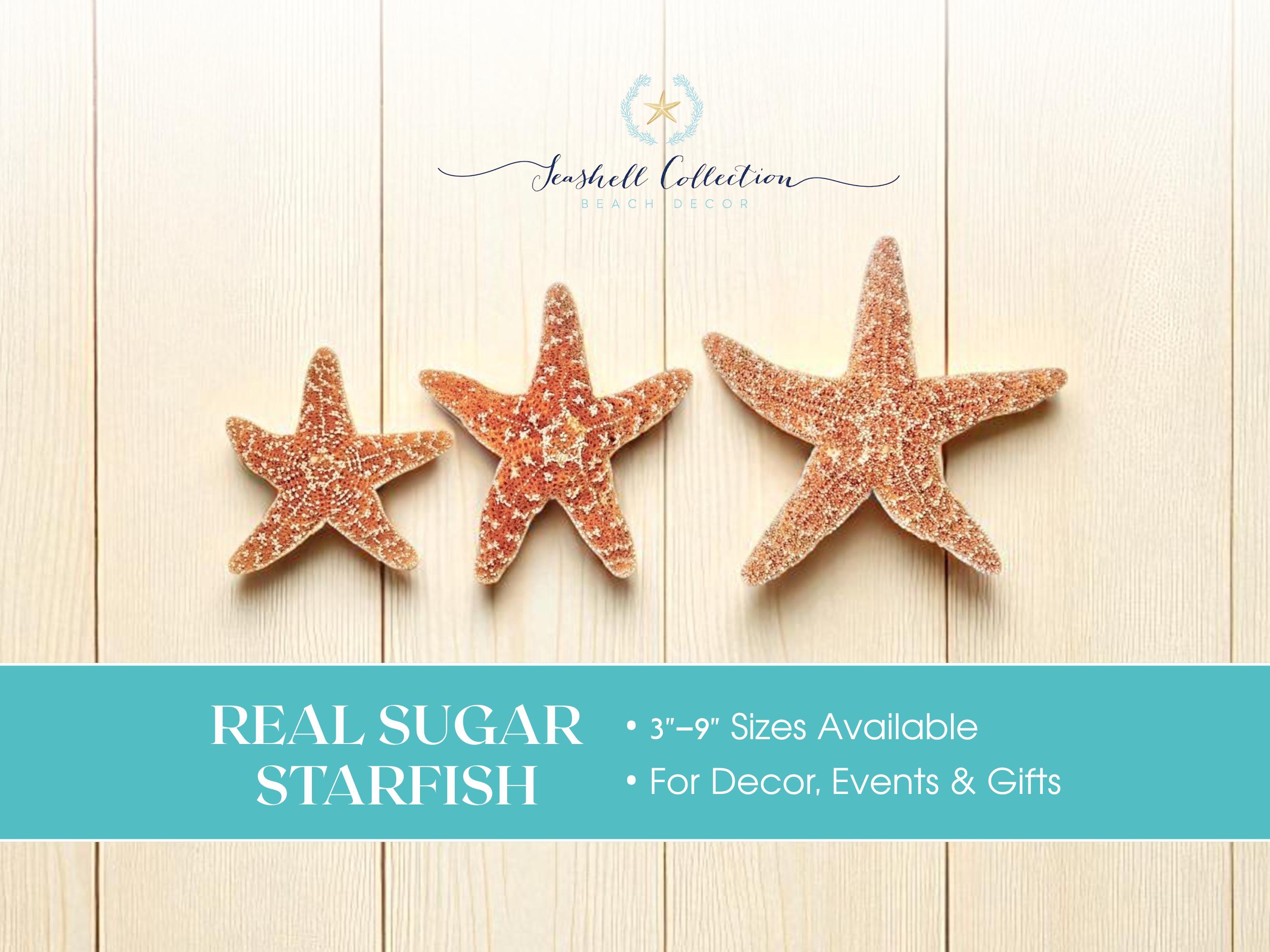 Estrellas de mar de azúcar auténticas: elige tu tamaño. Estrellas de mar  naturales para decorar bodas en la playa, decoración náutica para fiestas,  centro de mesa con temática oceánica. - Etsy México, image size:2667x2000