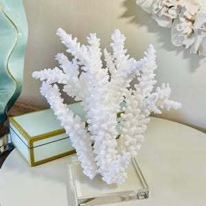Real Branch Coral  genuine natural coastal decor beach decor Free Shipping 35th Anniversary gift Coral Centerpiece