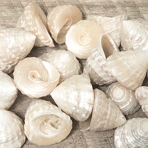 Seashells - 25 Radiate Pearl Top Shells   3/4&quot;-1&quot; - beach decor/beach wedding/bulk shells/sea shells