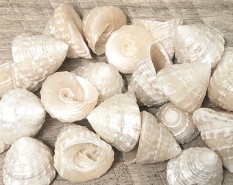 25 Radiate Pearl Top Seashells – Beach Wedding Decor (3/4"-1")