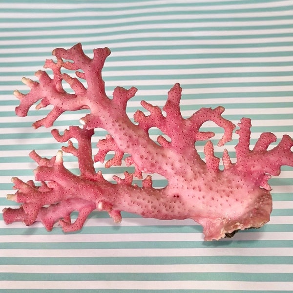 Rare Natural Pink Coral - real coral beach coastal decor