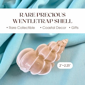 Concha Wentletrap preciosa y rara: Epitonium scalare auténtico para decoración costera, exhibición oceánica, decoración para casa de playa, regalo de curiosidad náutica