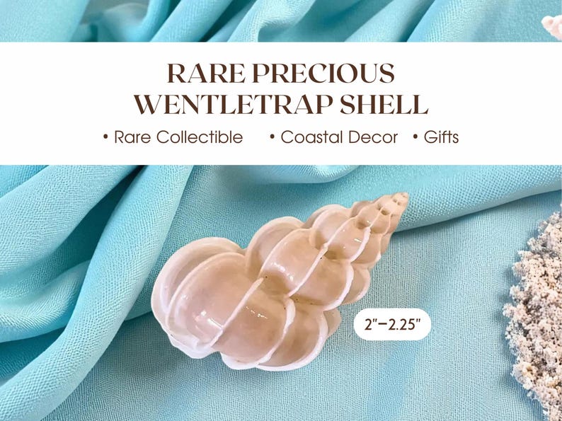 Rare Precious Wentletrap Shell – Real Epitonium Scalare for Coastal ...