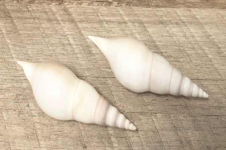 White Tibia Shells (set of 5) – Beach Wedding & Coastal Home Decor - Etsy