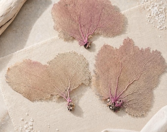 Natural Bahama Sea Fans – Coastal Beach Wedding Home Decor