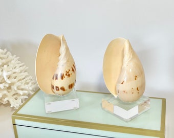 Shells on Lucite - Sold Individually - Natural-Real-beach decor-coastal-sea shell-seashells-table decor