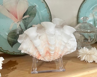 Large Select Double Ruffled Squamosa Shell with Stand (6") Beach Coastal Decor Coastal Shelf Decor