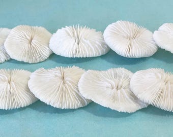 3 Natural Mushroom Corals – 2"+ Coastal Beach Decor, Crafting or Display