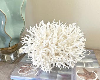 Genuine Birds Nest Coral (8.5"w) – Authentic Coastal Beach Decor