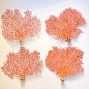 Real Dried Ocean Sea Fans 716 Sold Individually FREE Shipping Natural Coral Beach Coastal Décor image 3