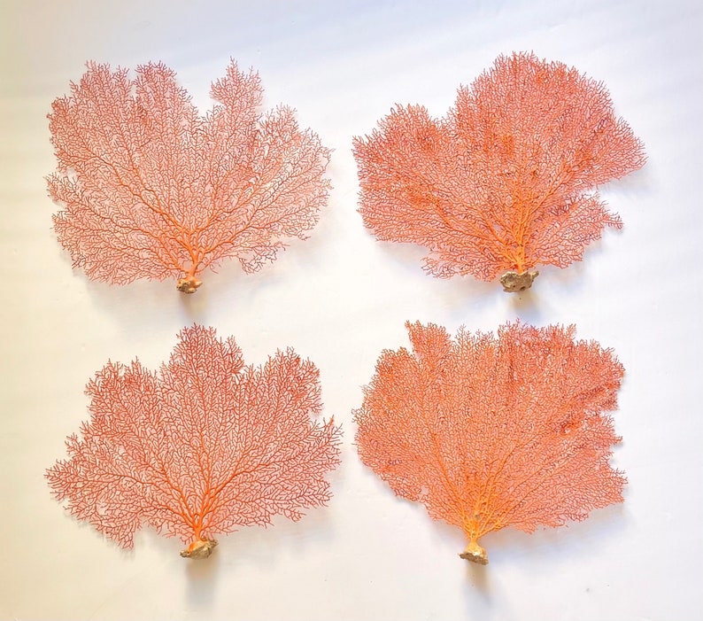 Real Dried Ocean Sea Fans 716 Sold Individually FREE Shipping Natural Coral Beach Coastal Décor image 3