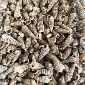 Shells - Rhinoclavis Shells - Set of Twenty - .75&quot; - 1&quot;- Beach Home Decor-Sea Shells Bulk-Sea Shells