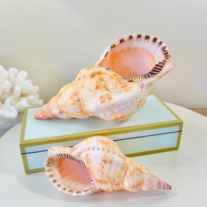 Large Natural Gold Triton Shell - 8.5&quot; beach coastal seashells centerpiece. You will receive one of the shells pictured.