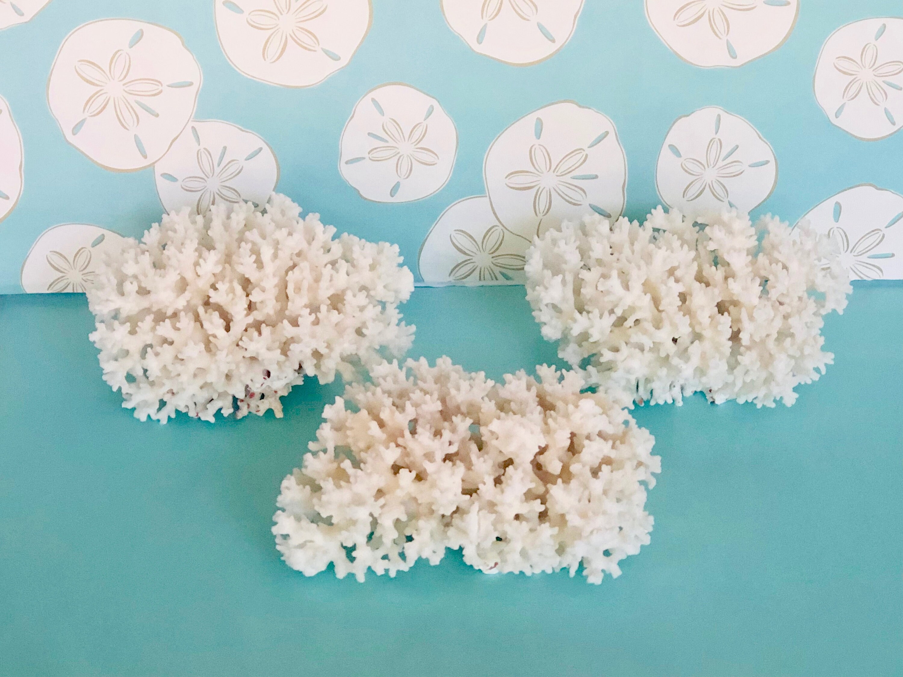 Coral Natural Real Lace Coral Sold individually real Etsy