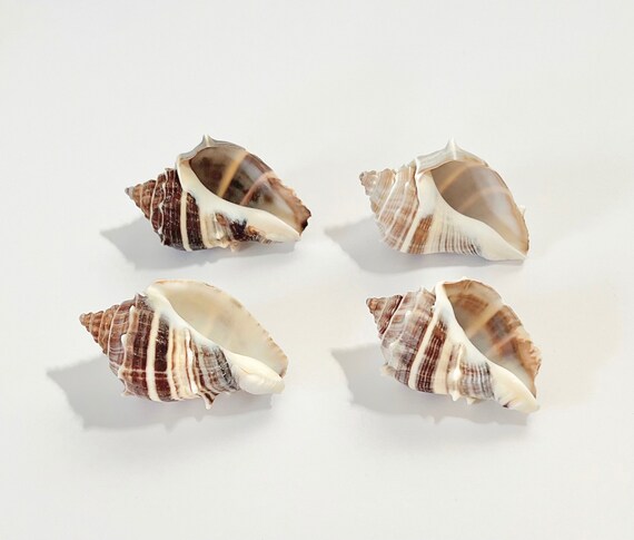 XISAOK Seashell Set Pierce Stud Earrings Assorted Boho Earrings Beach Jewelry for Girls and Womens Set of 4 Pairs　並行輸入品 : WeDoSoy Sea Shell Mixed Ocean Shells Set, 15 Kinds 1.2