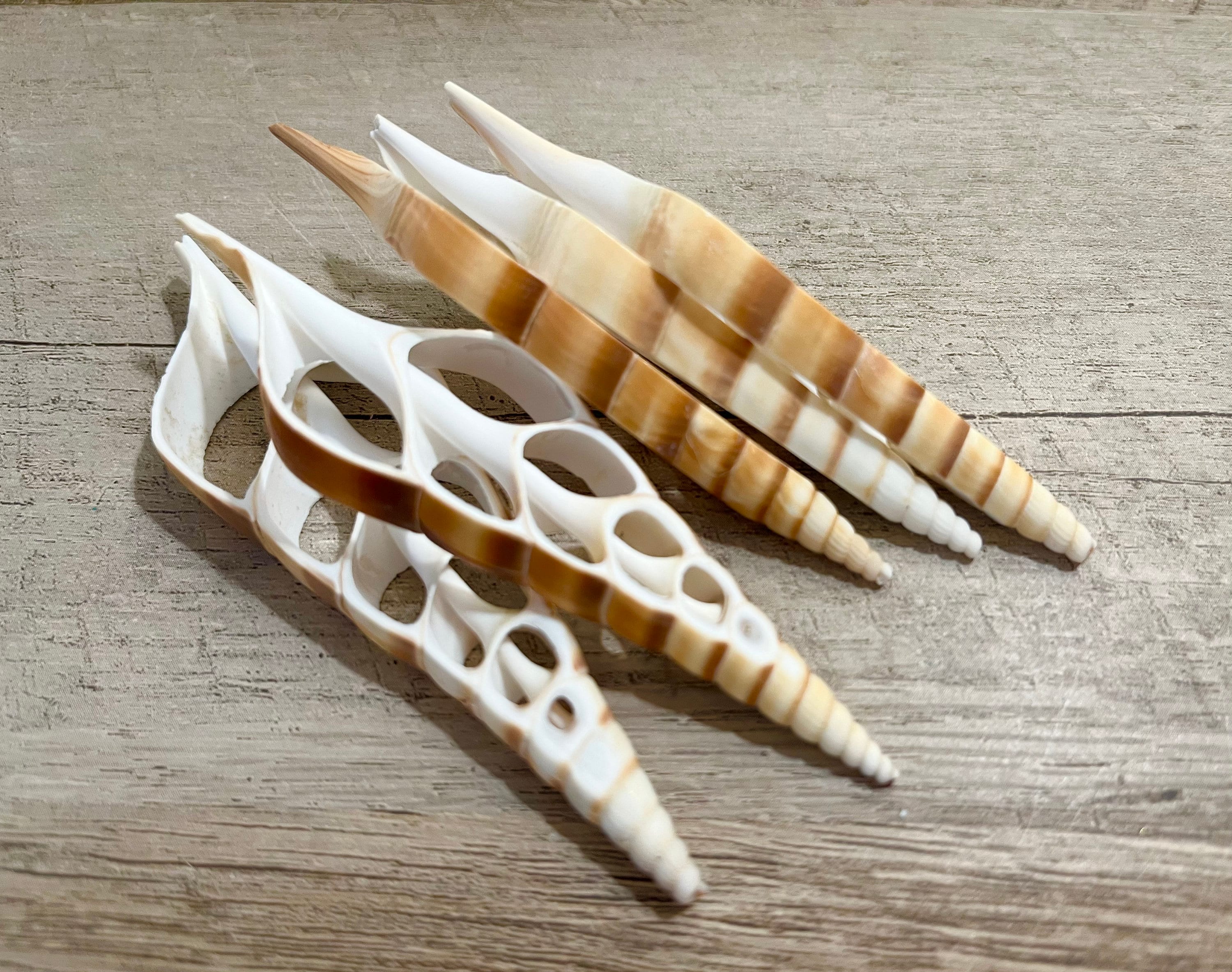 Cut Tibia Seashells - Set of 5, 3.5-4