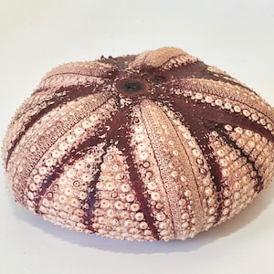 Sea Urchin - Real Extra Large Natural - Sold Individually - Natural Sea Urchins 5" Seashell/Nautical/Beach Decor/Beach Coastal Decor