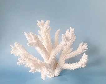 Natural Branch Coral - You will receive this piece - 11" w x 8" d x 7.5" h - real coral coastal beach decor aquarium 35th anniversary gift