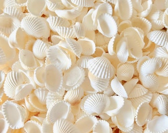 Seashells - Natural Ark Shells - 3/4"-1" - Set of 25 - bulk shells/sea shells/wedding shells/beach/coastal/crafting shells