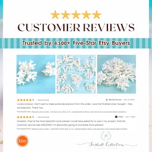 GENUINE LACE CORAL – Choose Size, Natural Coral Pieces for Beach Wedding Decor, Nautical Crafts, Coastal Styling, Ocean Theme Supplies 画像 7