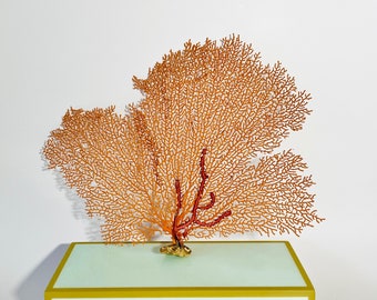 Real Dried Ocean Sea Fan - Unique Style 12" wide x 9" high - FREE Shipping Natural Coral Beach Coastal Décor