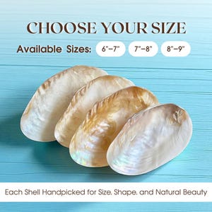 May include: Four iridescent seashells with varying shades of cream and gold are displayed on a light blue surface. Text above reads "CHOOSE YOUR SIZE" with size options of 6"-7", 7"-8", and 8"-9". The text below states "Each Shell Handpicked for Size, Shape, and Natural Beauty."