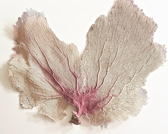 Large Natural Bahama Sea Fan – Coastal Beach Decor