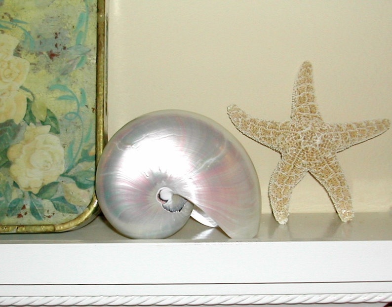 Pearl Nautilus Shells Last Ones No more imports available beach decor/coastal/sea shell/shell/sea shells image 2