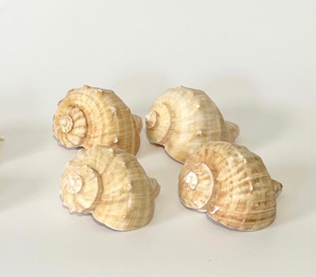Turnip Conch Seashells - 2.5